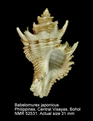 Babelomurex japonicus.jpg - Babelomurex japonicus(Dunker,1882)